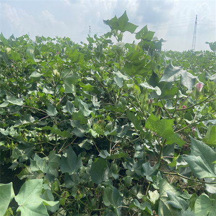 黃河流域棉花質量提升監測試點試驗