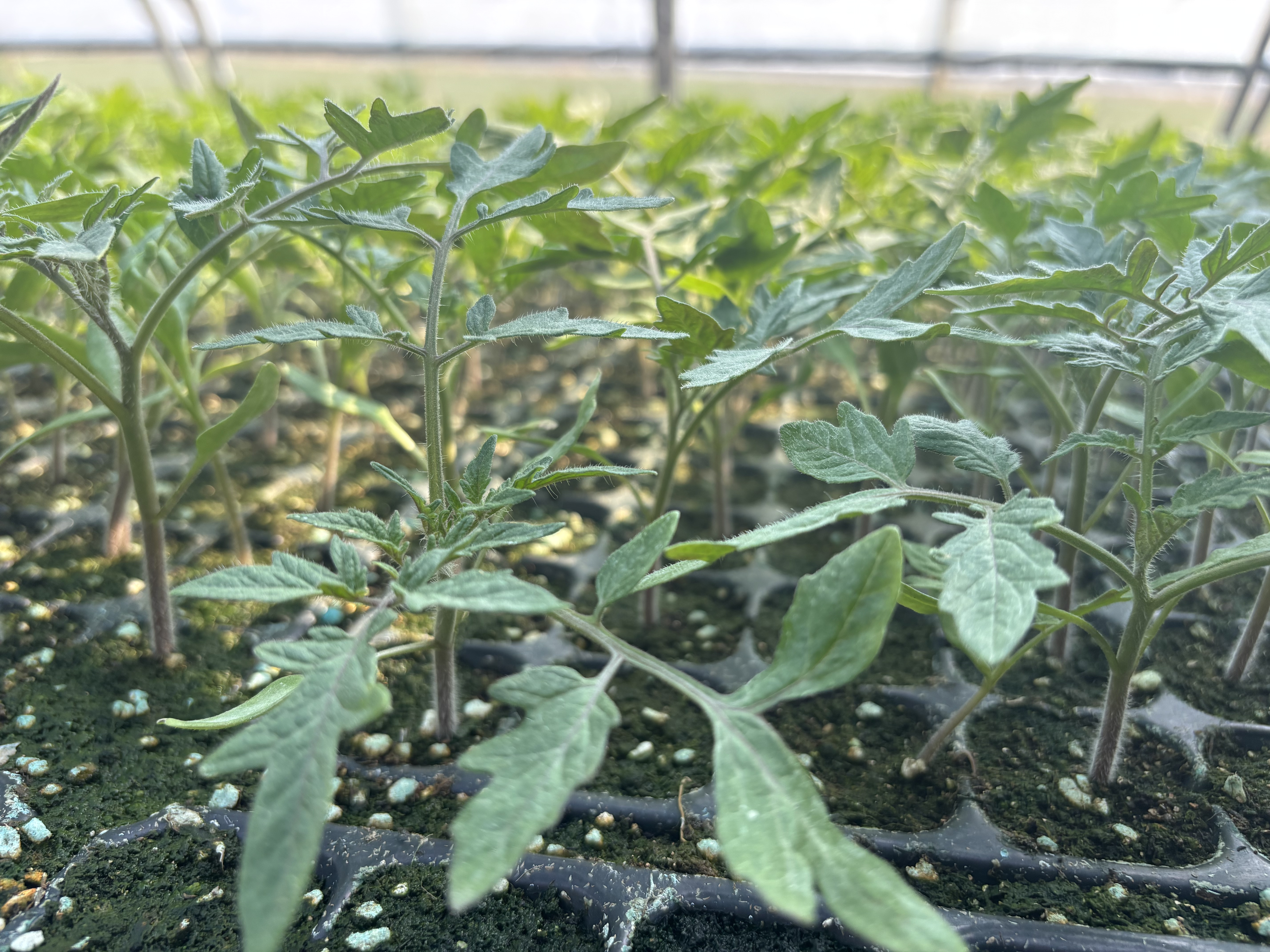 番茄苗繁育